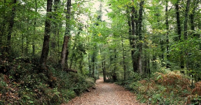 Ormanya sonbahar renkleriyle ziyaretçilerini ağırlıyor Kocaeli Haberleri