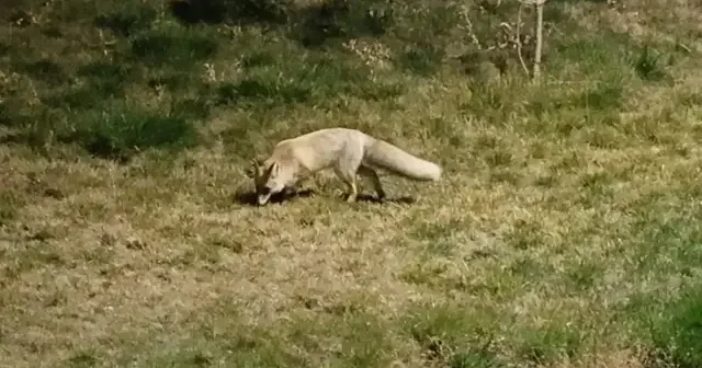 Bitlis sokaklarında tilkiler kamerada VİDEO İZLE