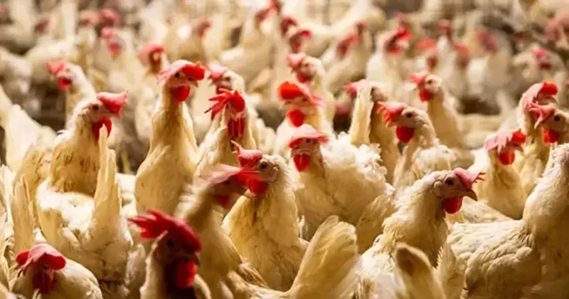 Dünya kuş gribi kıskacında: Hollanda da dev itlaf