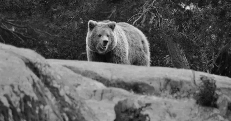 Japonya da alışveriş merkezine giren ayı elektroşok tabancasıyla öldürüldü