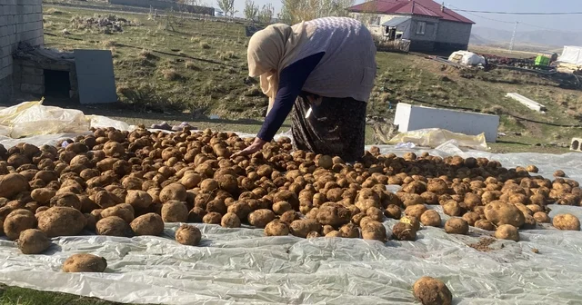 Ağrı da kışlık patatesler geleneksel yöntemle toprağa gömülerek korunuyor Ağrı Haberleri