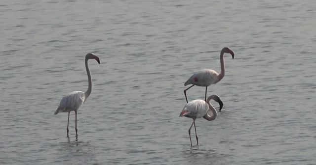 Hersek Lagünü nde flamingo popülasyonu artıyor Yalova Haberleri