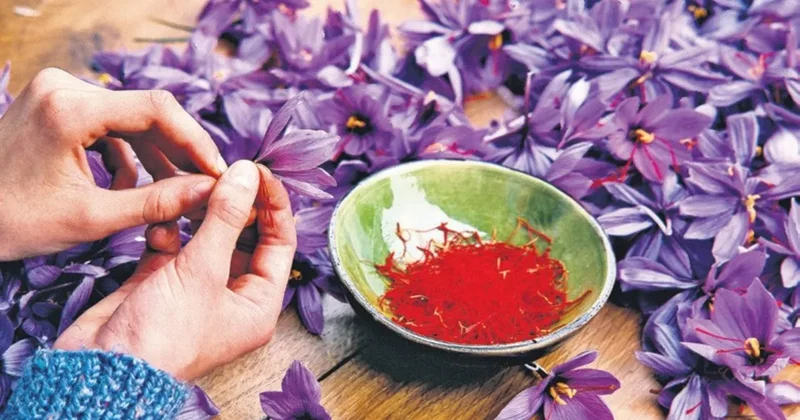 Mucizevi bitkide hasat başladı