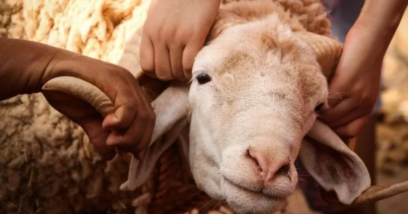 Koyunlar hiçbir iz bırakmadan ortadan kaybolmaya başladı, apar topar harekete geçildi Sözcü Gazetesi