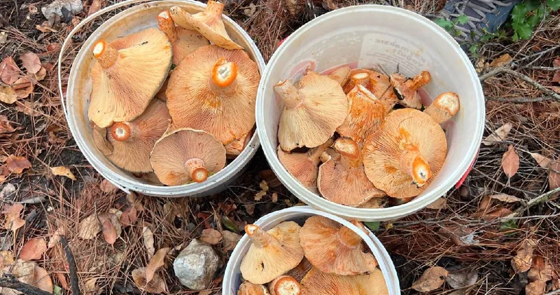 Ormanda toplayıp kilosunu 400 liradan satıyorlar