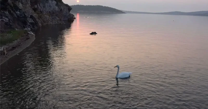 Ayvalık ta sevimli kuğu Paşa Limanı nın simgesi oldu