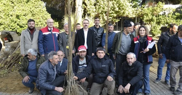 Sultanhisar da üreticiye kestane ve incir fidesi dağıtıldı Aydın Haberleri