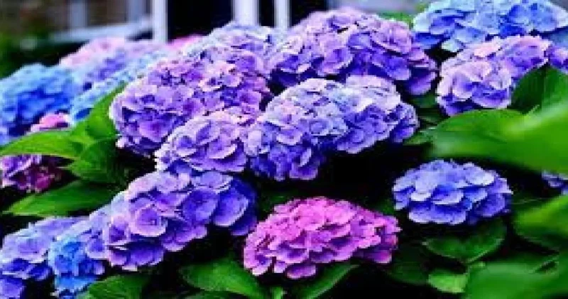 Aralık ayında ortancalara yapılması gerekenler: İki kat daha yük çiçek açacaklar