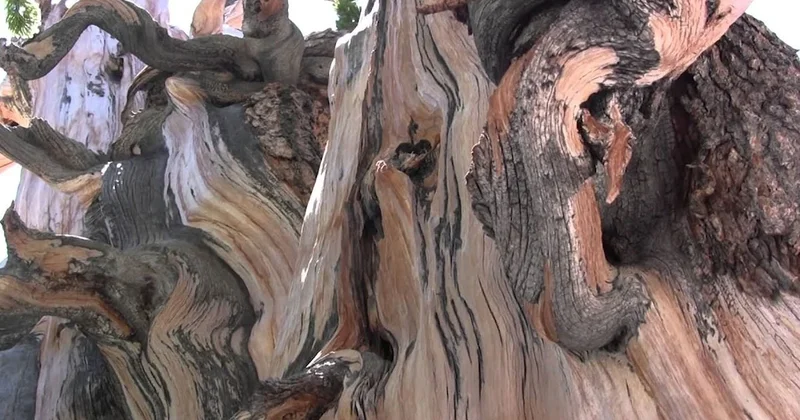 Bir anlık hatası dünyanın en eski ağacını yok etti Sözcü Gazetesi