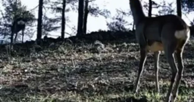 Tekirdağ da tek boynuzlu karaca görüldü Bu durumun genetik bir farklılıktan ya da doğuştan gelen gelişimsel bir anomaliden kaynaklandığı belirtiliyor Tekirdağ Haberleri