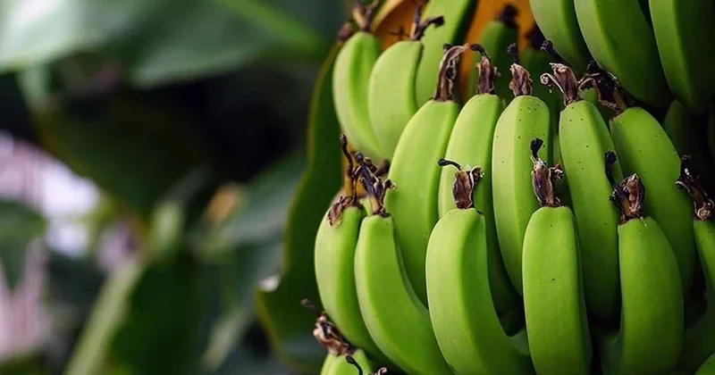 Olgunlaşmamış yeşil muzun kahraman olduğu ortaya çıktı! Sözcü Gazetesi