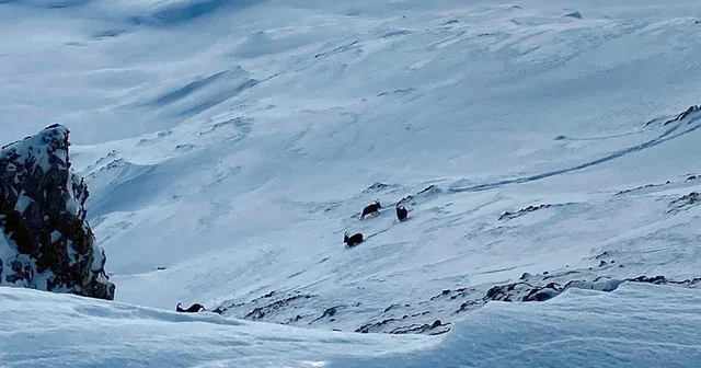 Çatak ta dağ keçileri görüntülendi Van Haberleri