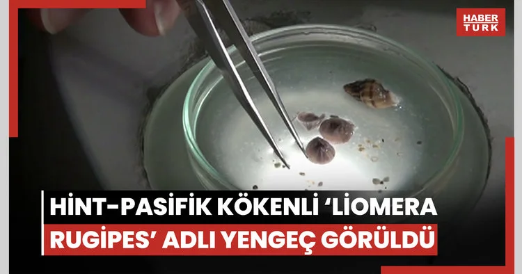 Türkiye kıyılarında ilk kez Hint Pasifik kökenli ‘Liomera rugipes’ adlı yengeç görüldü