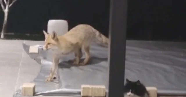 Erzincan da kedilerin mamasına göz diken tilki kedinin saldırısına uğradı Erzincan Haberleri