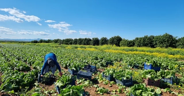 Tarım üretici fiyatlarında aylık düşüş, yıllık yükseliş Bayburt Haberleri