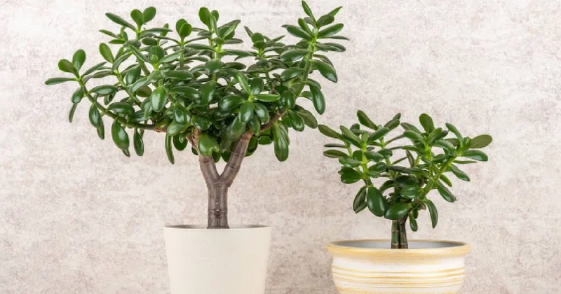 Para ağacının sağlıklı büyümesi için ne zaman ve nasıl budanmalı Sözcü Gazetesi