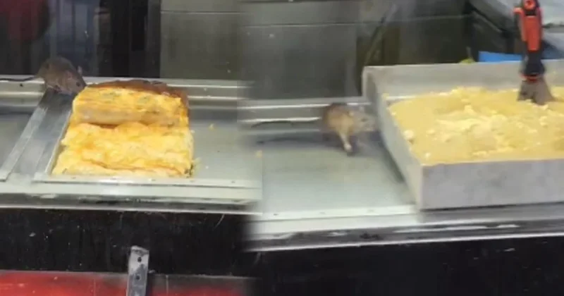 Görenler gözlerine inanamadı! Börekçi vitrininde fare geziyor Sözcü Gazetesi
