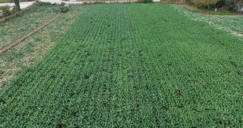 Ne ıspanak ne havuç ne karalahana: Bu sebze diğerlerinden 7 kat daha faydalı Sözcü Gazetesi