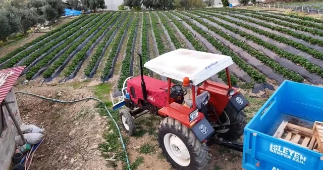 Mersin de çilekte kış hasadı: Bahçede kilogramı 130 TL Mersin Haberleri