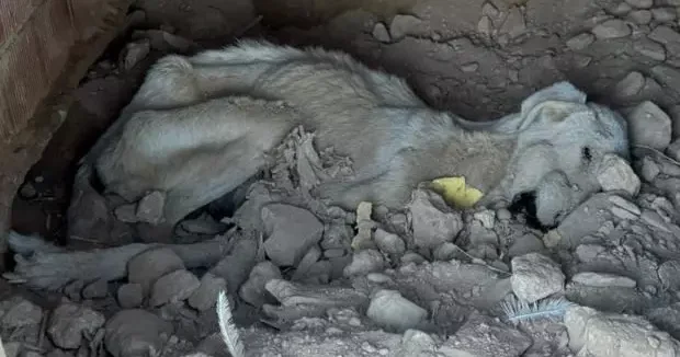 Denizli haberleri Skandal görüntü Denizli den: Ölen hayvanlar diğer hayvanlara yedirildi 16 Aralık 2025