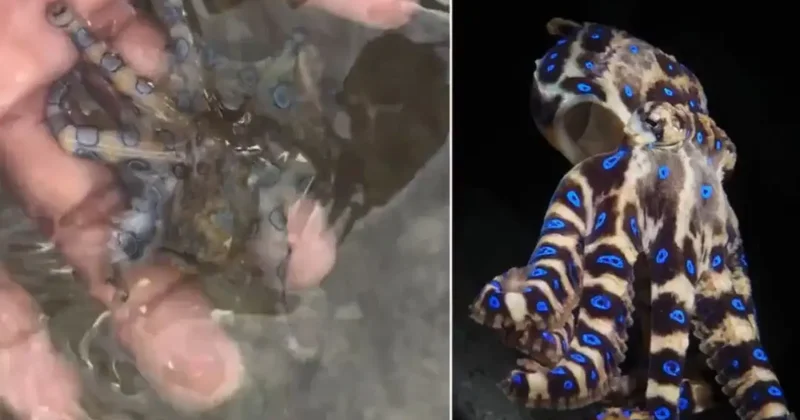 Dünyanın en zehirli ahtapotuyla oynadığını sonradan fark etti