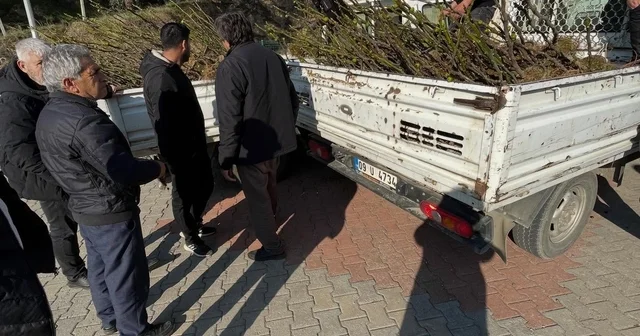 Köşk te üreticiye tüplü incir fidanı desteği Aydın Haberleri