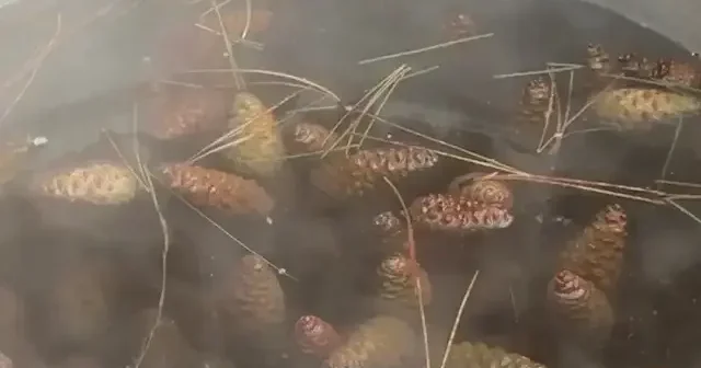 Çam kozalağı pekmezi neye iyi gelir? Kozalak şurubu nasıl yapılır? VİDEO İZLE