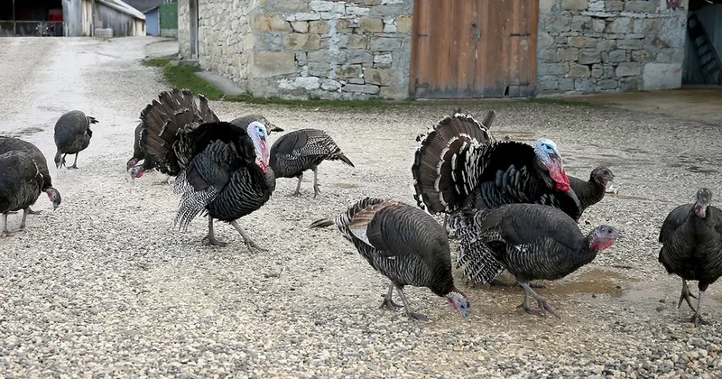 Yılbaşı hindisinin fiyatı uçtu: Tanesi 3 bin 500 liradan başlıyor Sözcü Gazetesi