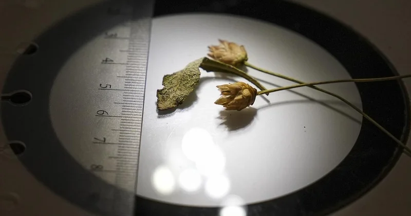 Denizli de yeni bitki türü keşfedildi