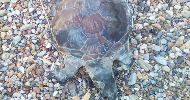 Bodrum da kıyıya ölü caretta caretta vurdu Muğla Haberleri
