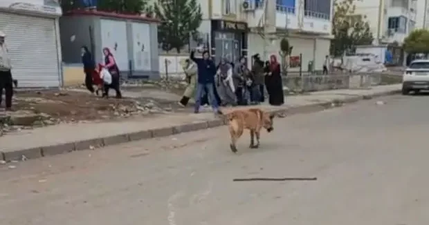 Diyarbakır haberleri Diyarbakır da köpek dehşeti! 2 kişi yaralandı 16 Aralık 2025