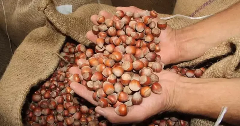 Türkiye den 122 ülkeye 2,2 milyar dolarlık fındık ihracatı