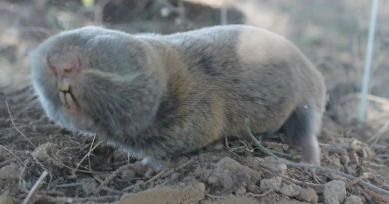 Türkiye de kör köstebeğin 3 yeni türü keşfedildi
