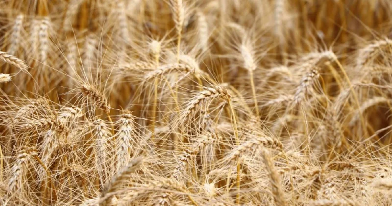 Su yetersizliği buğdayda verimi yüzde 40 a kadar düşürebilir