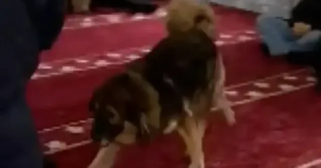 Zonguldak ta cuma namazı vaktinde camiye giren sahipsiz köpek cemaatin arasına daldı VİDEO İZLE