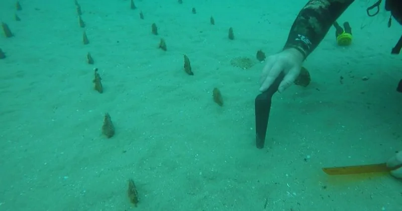 Denizin dibindeki tarla şaşırttı! Bakın ne yetişiyor...