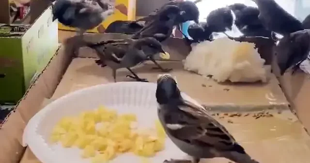 Dondurucu soğukta yürekleri ısıttı: Ayazda aç kalan kuşlara esnaftan kalplere dokunan davranış VİDEO İZLE