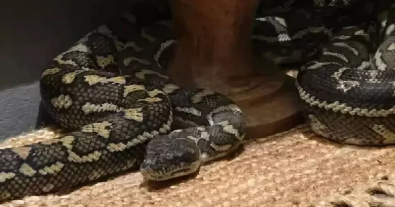 Kadın Yılanla Uyanınca Şok Geçirdi