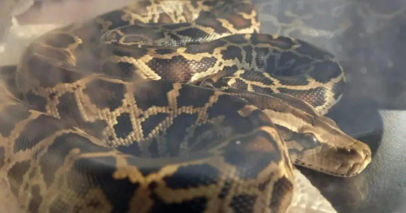 Gece yarısı üzerinde 2,5 metrelik pitonla uyandı