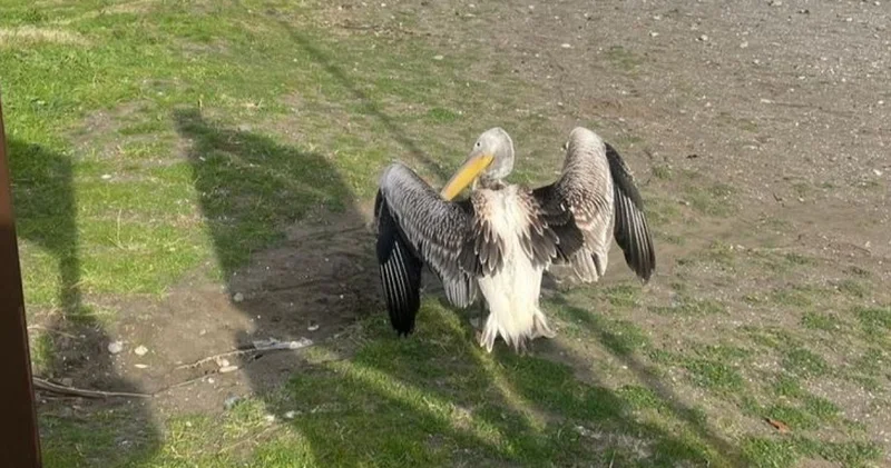 Atakum sahilinde pelikan görüldü