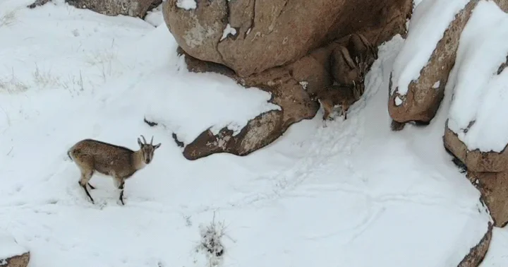 Sivas ta karla kaplı kayalıklarda dolaşan dağ keçileri görüntülendi