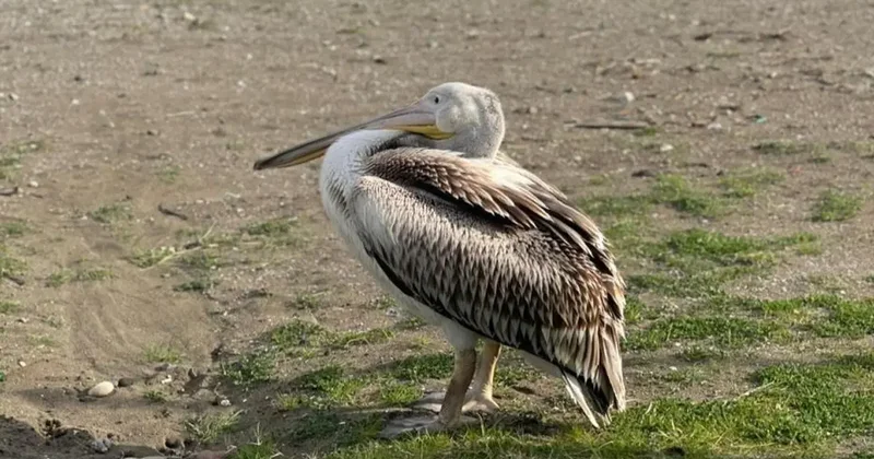 Samsun da nadir görülen olay!