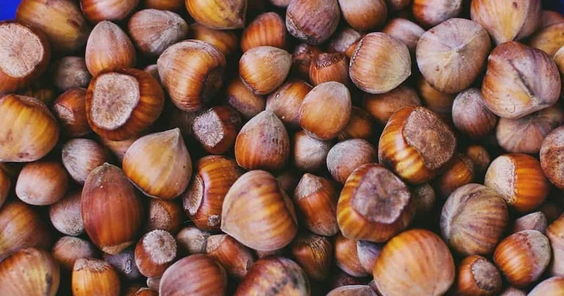 Türk fındığı 122 ülkeye ulaştı: İhracatta 2,2 milyar dolarlık gelir Sözcü Gazetesi