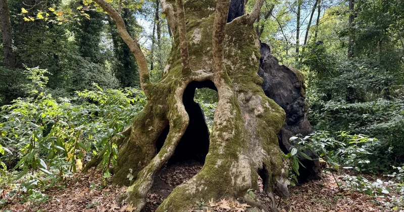 İstanbul un anıt ağaçları yüzyılların hafızasını ayakta tutuyor