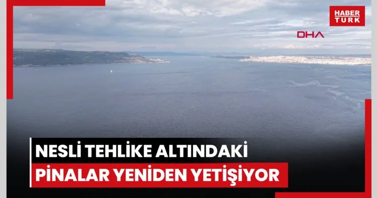 Çanakkale Boğazı nda nesli tehlike altındaki pinalar yeniden yetişiyor
