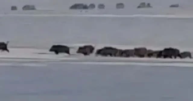 Kars’ta aç kalan yaban domuzları yerleşim yerlerine indi VİDEO İZLE