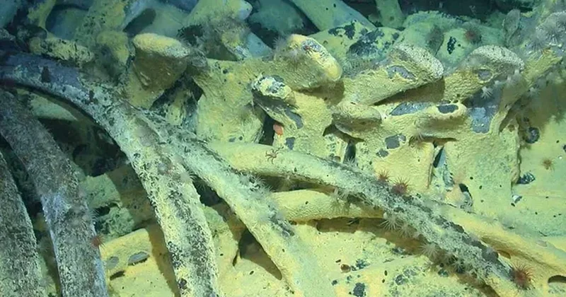 Zombi solucanlar ortada yok ve bilim insanları endişeli Sözcü Gazetesi