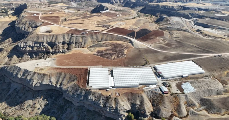 Yıllarca arpa ekildi, para kazandırmadı: Şimdi aynı tarlada farklı ürünle servet kazanıyor Sözcü Gazetesi