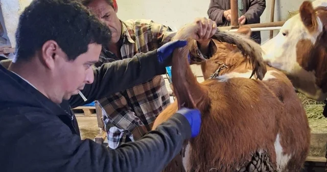 Emet te şap sero surveyans çalışmaları 50 büyükbaş hayvandan kan numunesi alındı Kütahya Haberleri