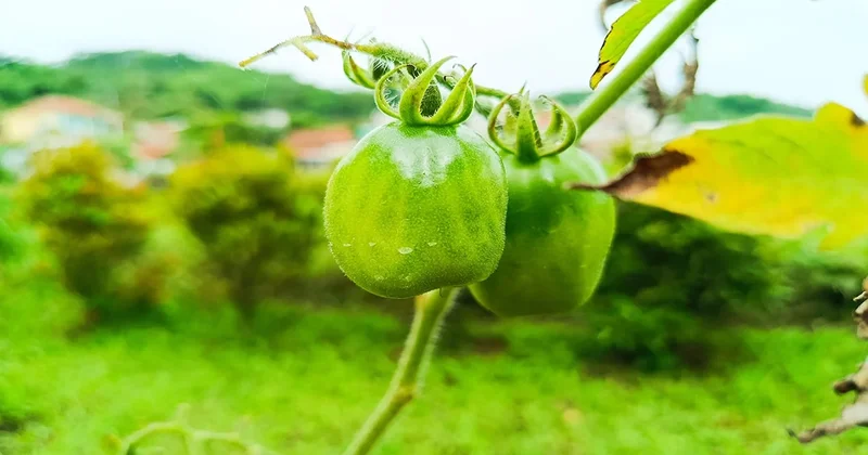 Herkes sebze sanıyor ama o dünyanın sen sağlıklı meyvesiymiş Sözcü Gazetesi